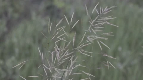 Wheatgrass Drifting into Frame Video stock 141089808