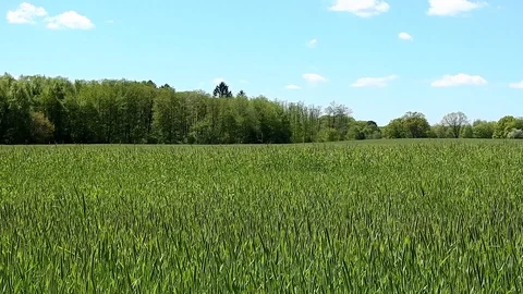 Wheatgrass Field in Spring - Tracking Shot Stock Footage 128761685