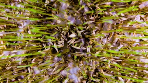 Wheatgrass fodder, sprouting and growing timelapse Stock Footage 74671280