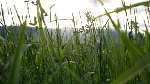 Wheatgrass golden hour Stock Footage 278809140