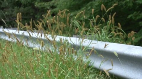 Wheatgrass Guardrail Stock Footage 41667389