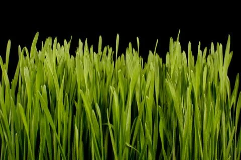 Wheatgrass isolated on the dark background Stock Photos