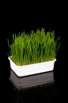 Wheatgrass isolated on the dark background Foto stock
