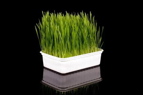 Wheatgrass isolated on the dark background Stock Photos