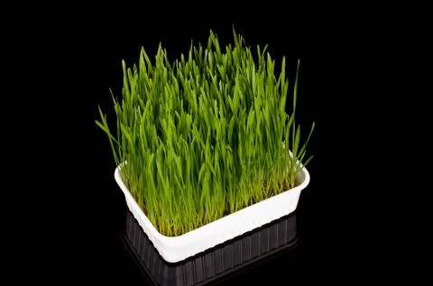 Wheatgrass isolated on the dark background Stock Photos