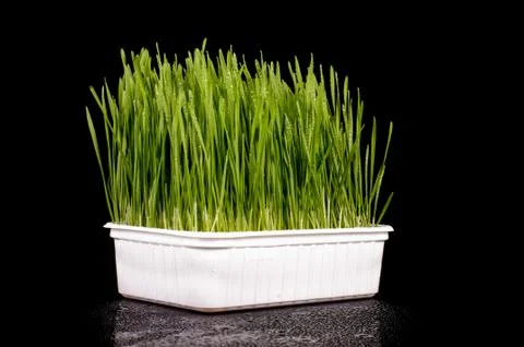 Wheatgrass isolated on the dark background Foto stock