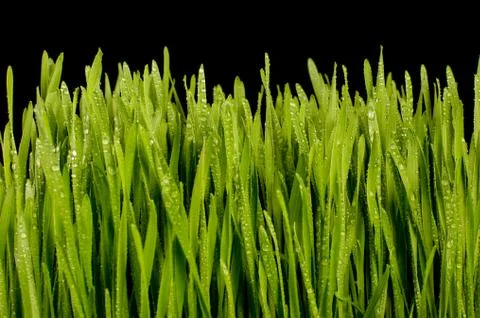 Wheatgrass isolated on the dark background Foto stock
