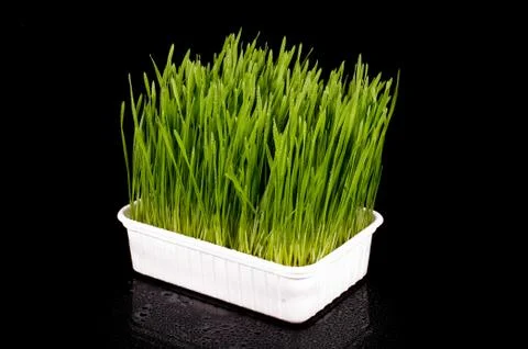 Wheatgrass isolated on the dark background Stock Photos