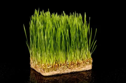 Wheatgrass isolated on the dark background Stock Photos
