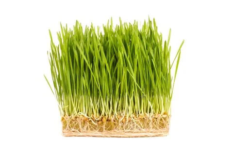 Wheatgrass isolated on the white background Foto stock