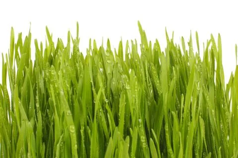 Wheatgrass isolated on the white background Stock-Fotos