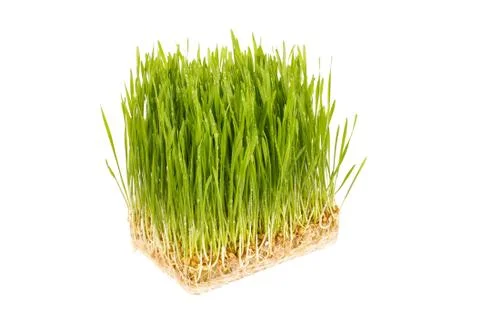 Wheatgrass isolated on the white background Stock Photos