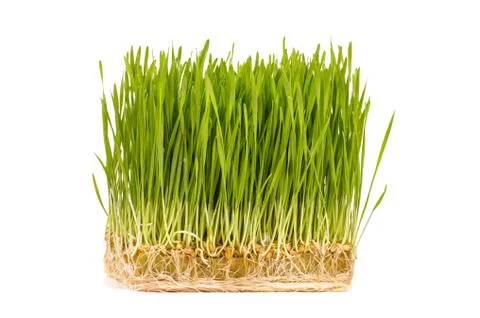 Wheatgrass isolated on the white background Foto stock