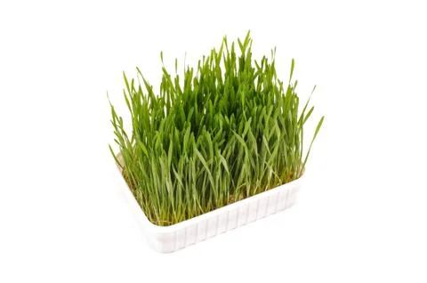 Wheatgrass isolated on the white background Stock Photos