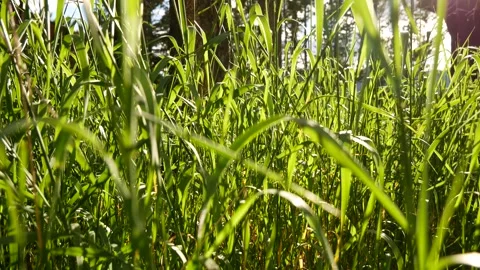 Wheatgrass moved by the wind at golden hour Stock Footage 278809285