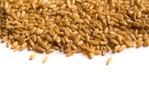 Wheatgrass Stock Photos