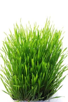 Wheatgrass Stock Photos
