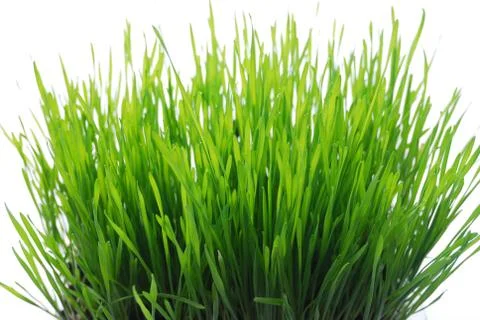 Wheatgrass Stock Photos