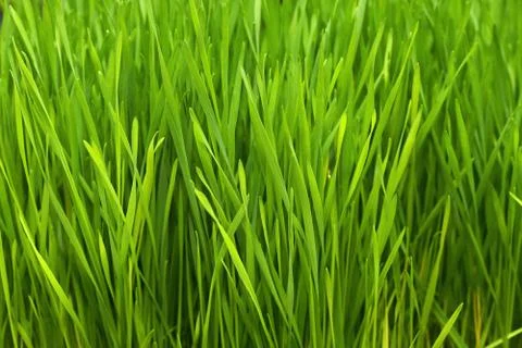 Wheatgrass Stock Photos