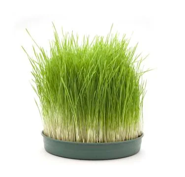 Wheatgrass Stock Photos