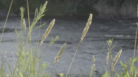 Wheatgrass with River in Background Video stock 141163886