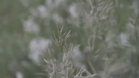 Wheatgrass Shallow Focus Video stock 141089799