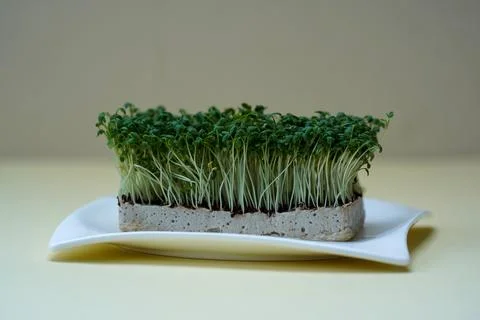 Wheatgrass on a white platter close-up. Nutritious homegrown. Organic green.. Stock Photos