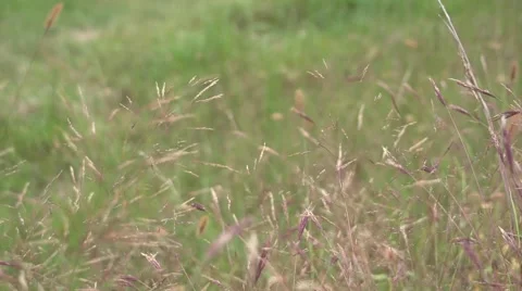 Wheatgrass Windy 1 Stock Footage 41667413