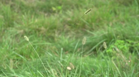 Wheatgrass Windy 2 Stock Footage 41667441