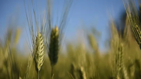 Wheatgreen grano verde Stock Footage 76198518