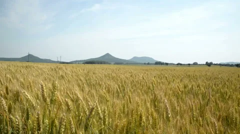 Wheath field in summer time Stock Footage 51659071