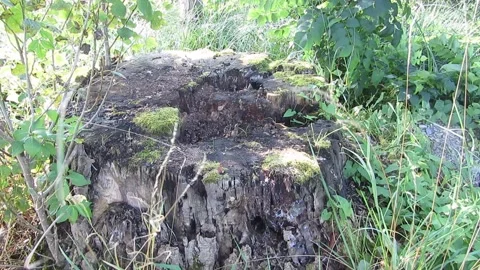 Wheathered tree stump Stock Footage 160068393