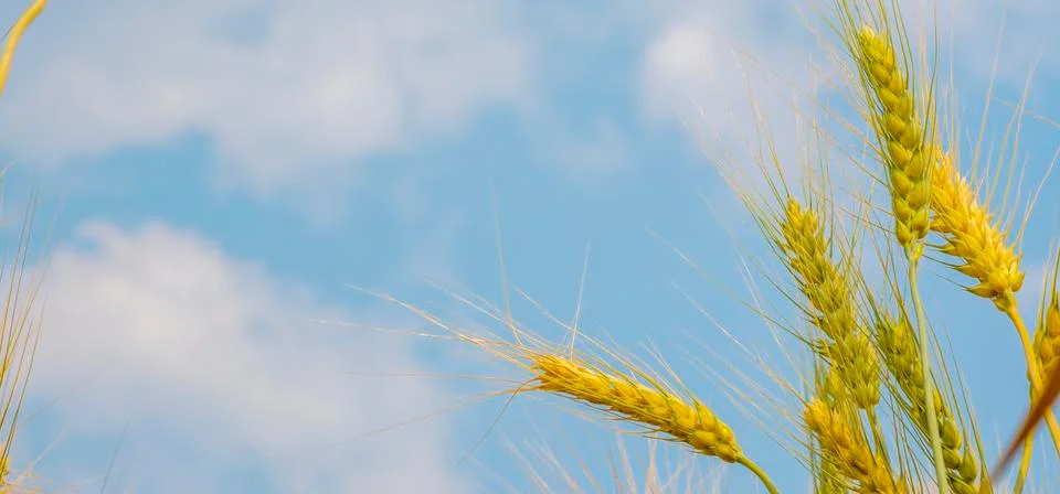 Wheatinsky Stock Photos