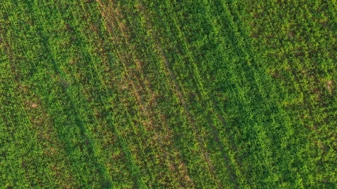 Wheats field Aerial overhead shot from wide to close Video stock 116891653