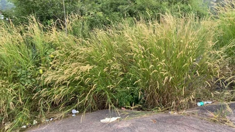 Wheats field on the mountain Stock-Footage 163754460