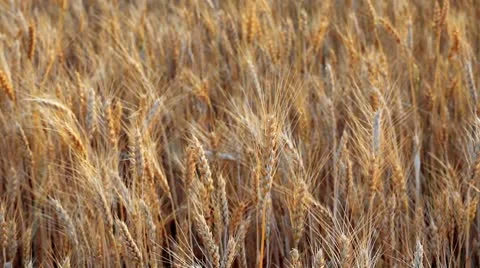 Wheats Stock Footage 8931688