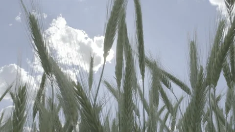 Wheats Video stock 151870998