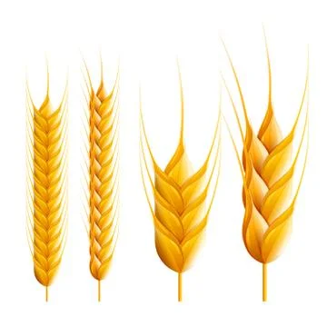 Wheats Stock Illustration