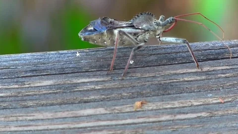 Wheel Bug Stock Footage 80457204