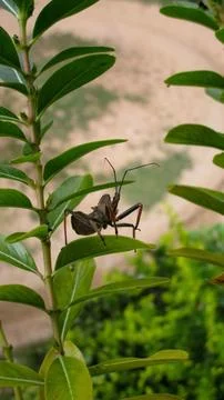 Wheel bug Foto stock
