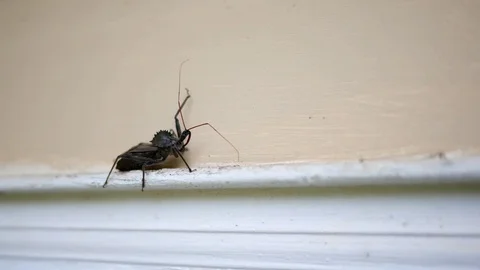 A Wheel bug walking along a door frame of a home exterior - V1 Video stock 81931823