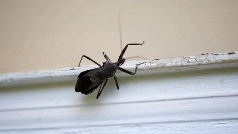 A Wheel bug walking along a door frame of a home exterior - V2 Stock Footage 81931869