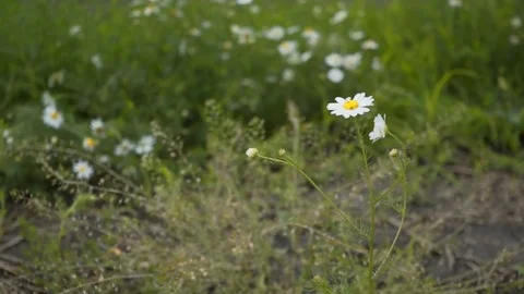 The wheel crushes the flower Vídeo Stock 78324870