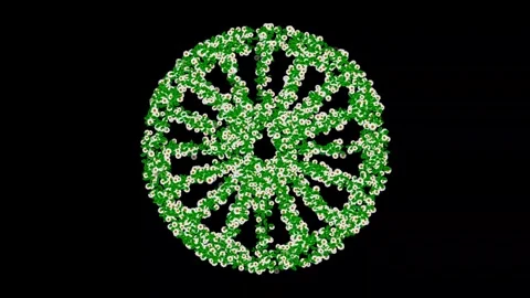 Wheel shape with green leaves and white daisy flowers on plain black background Stock Footage 302228854