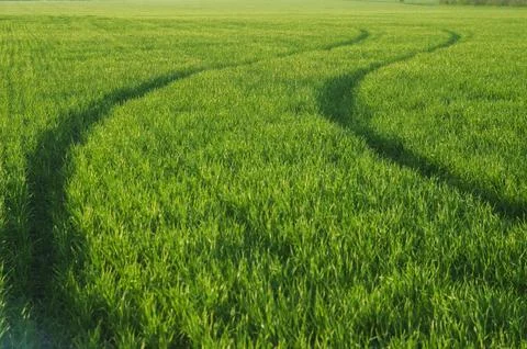Wheel Tracks in Emerging Wheat Field Foto stock