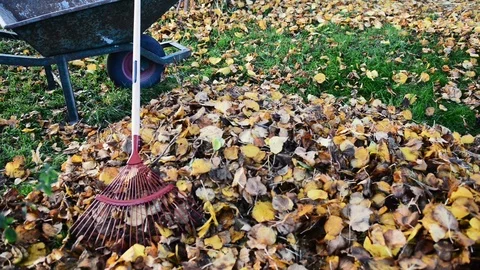 Wheelbarrow adn rake in a garden covered with autumn leaves Stock Footage 98563011