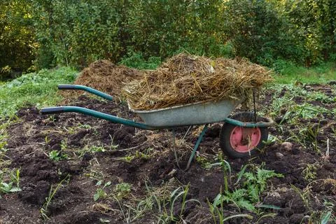 Wheelbarrow with cattle manure Stock Photos