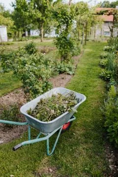 Wheelbarrow full of branches Stock Photos