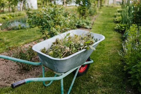 Wheelbarrow full of branches Stock Photos