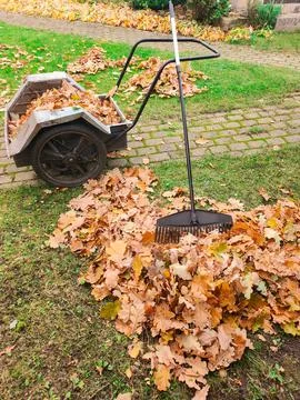 Wheelbarrow full of dried leaves, foliage cleaning Stock Photos